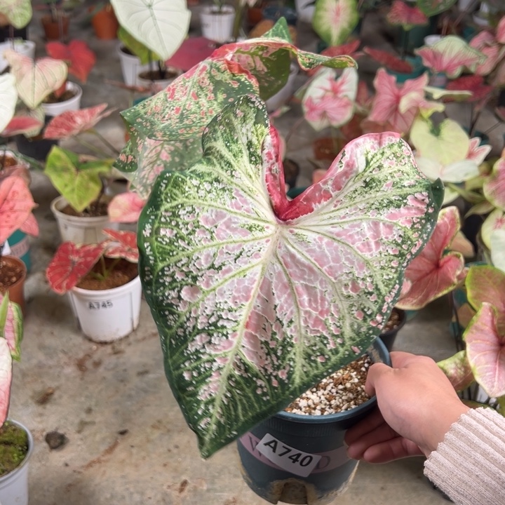****阳不开花植物A740不包种球大小不包叶损