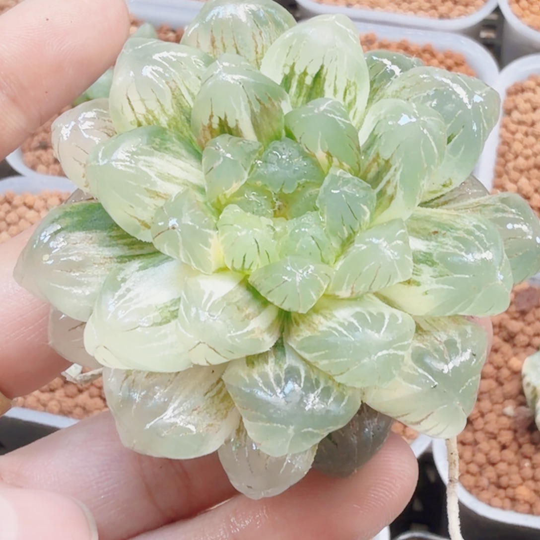 十二卷实生冰灯锦福利