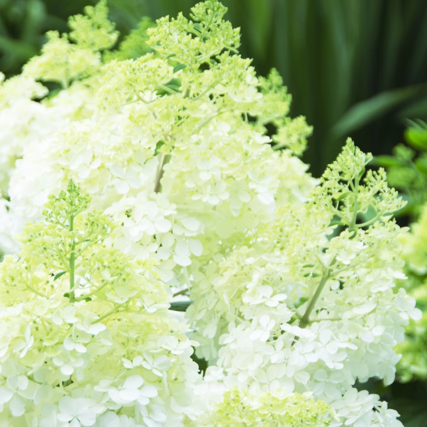 新品圆锥绣球瑞雪高大植株盆栽阳台观赏植物庭院花镜耐寒植物直发