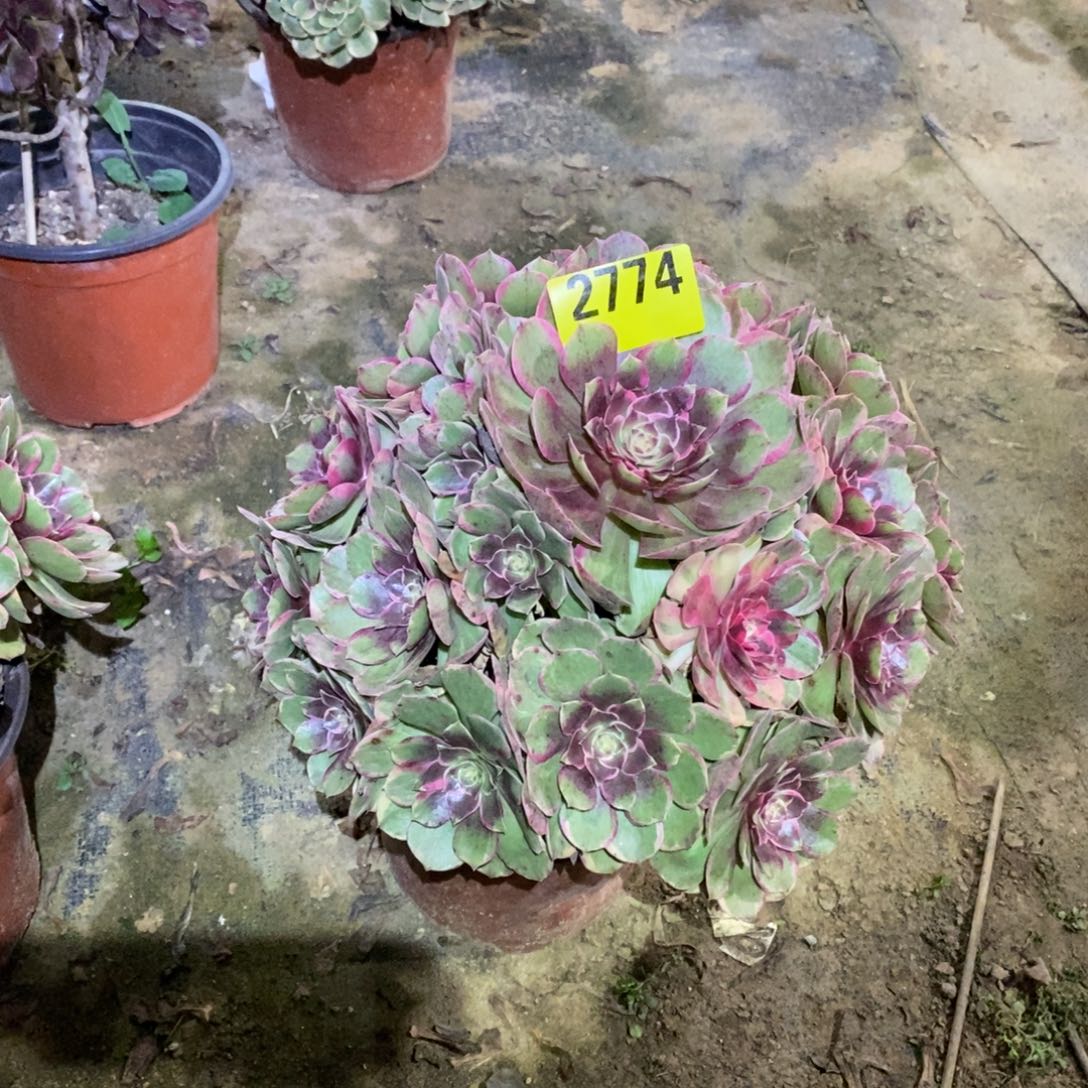 *****粉花妖多肉植物2774