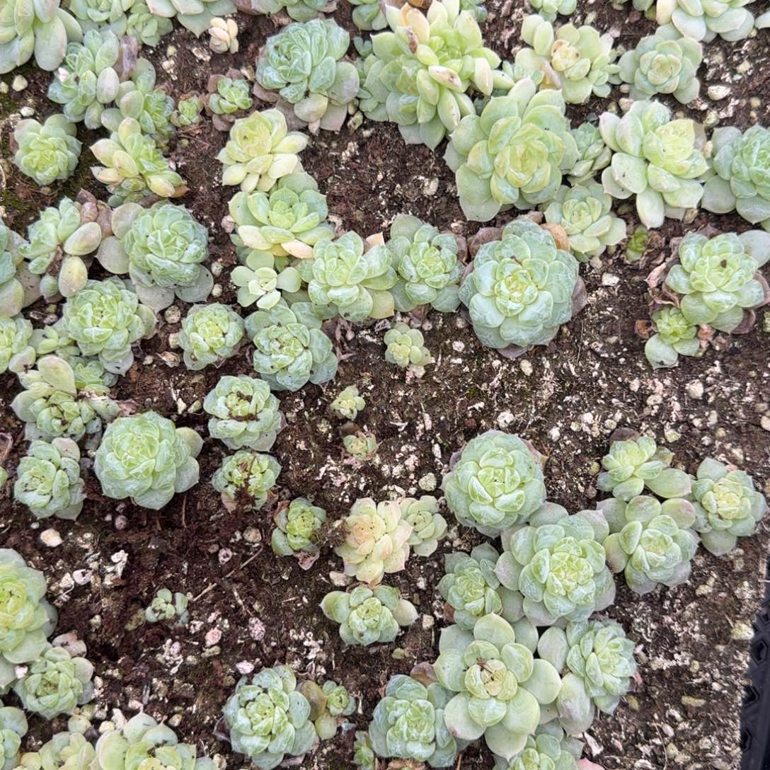 灯泡冰魄两个满20包邮