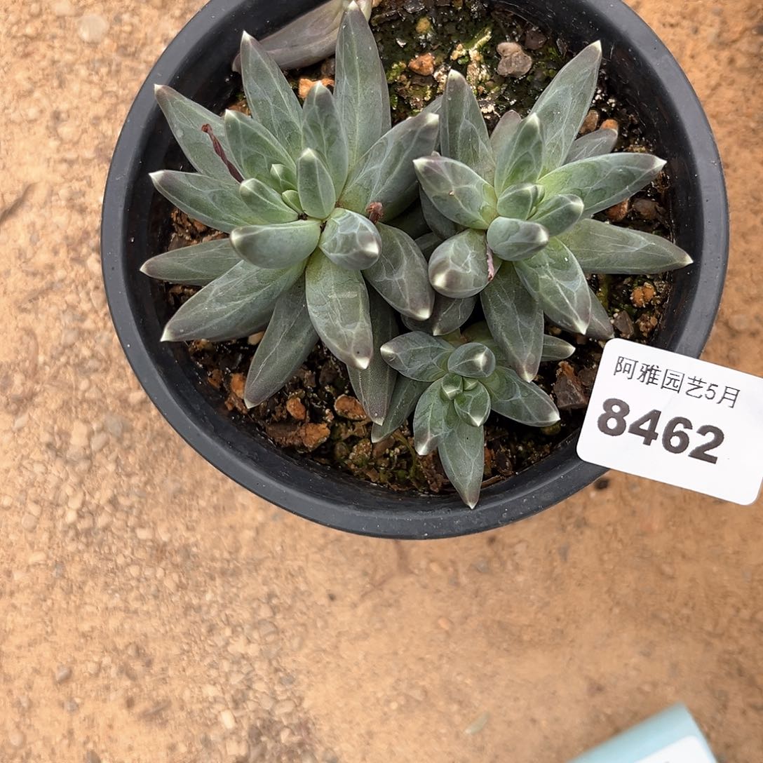 阿雅园艺。    8462