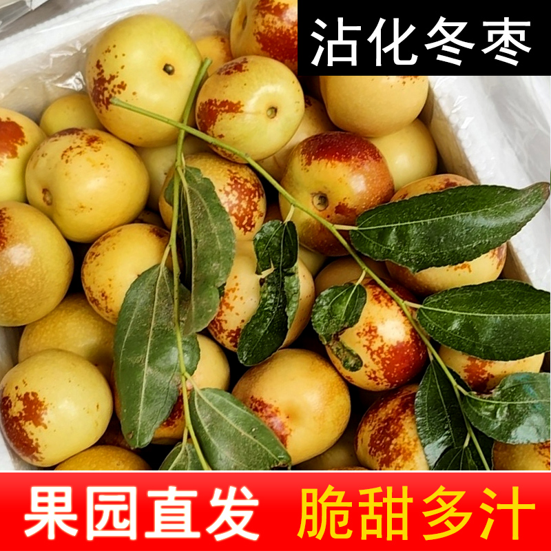 【山东沾化冬枣】露天果园现摘现发新鲜水果脆甜多汁应季优质农产品