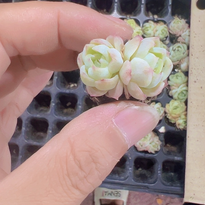 桃熏女王精品多肉植物