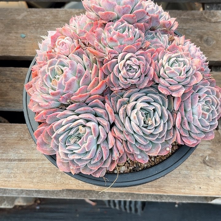 多肉植物，粉月影