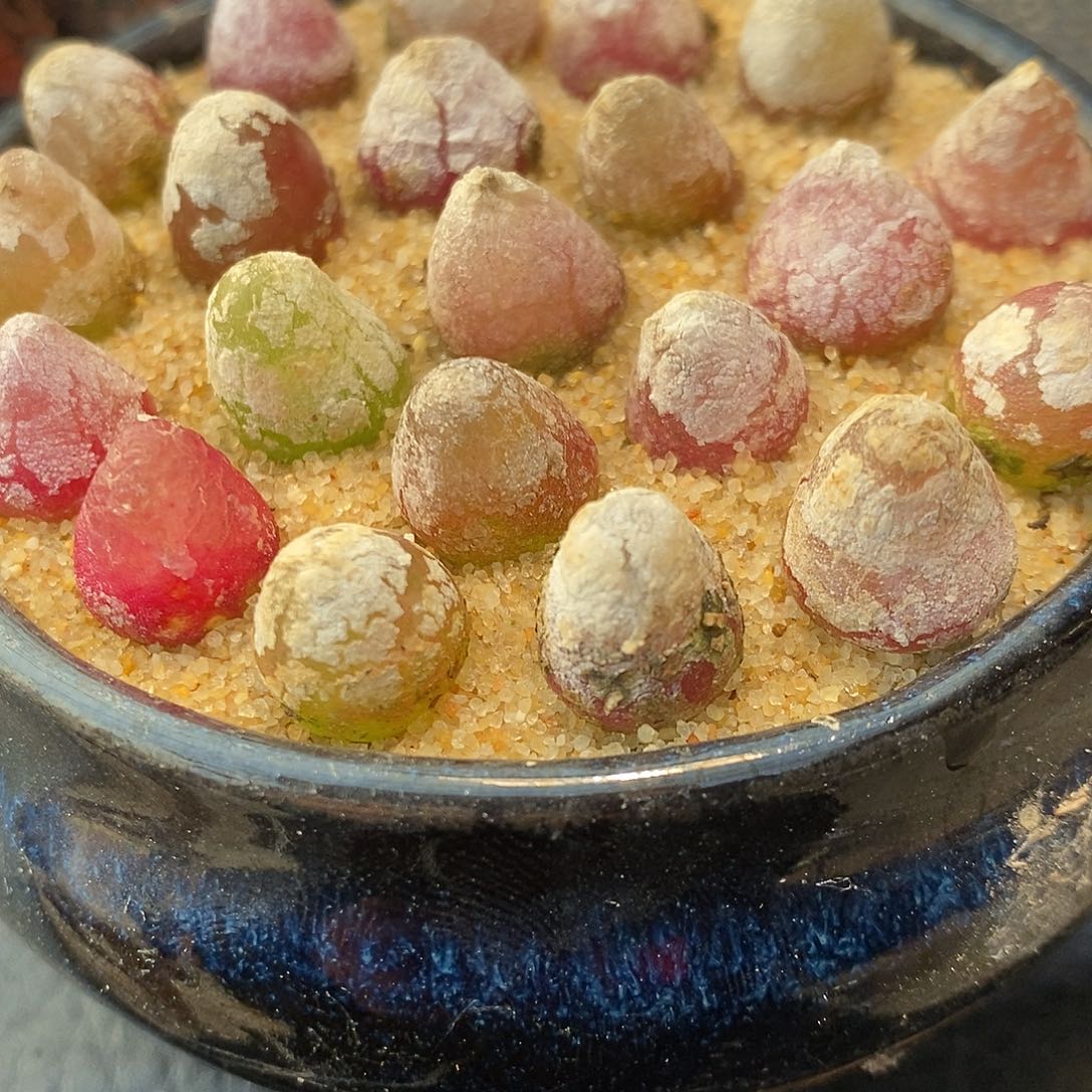 210福利灯泡一颗。       