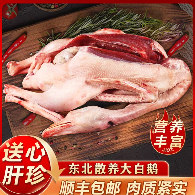 东北农村散养笨大鹅 带心肝珍 正宗大鹅 鹅肉鲜美