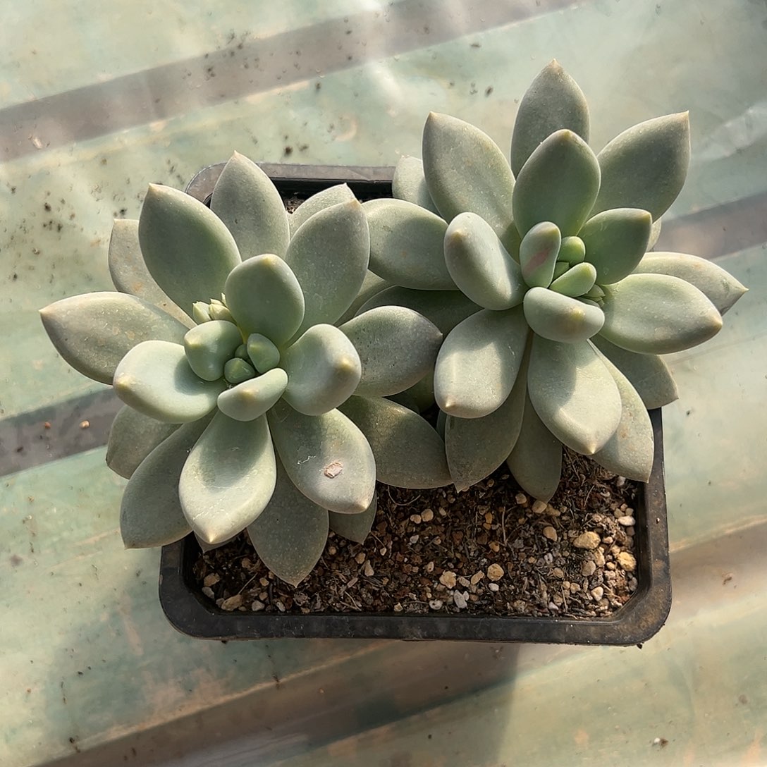 【闪购商品】双头福利