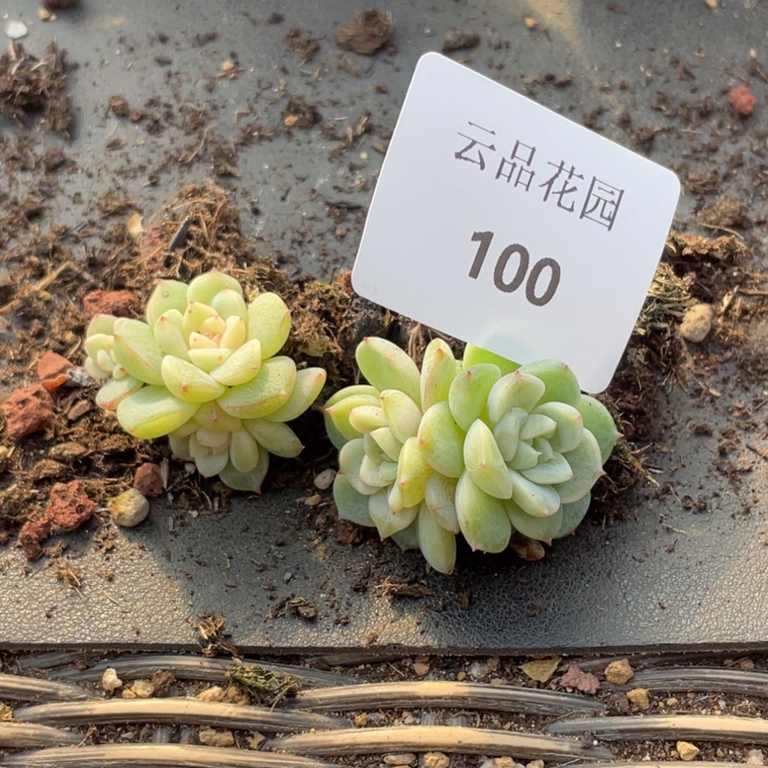 松***果100号糖心冰心珍妮 无暇2