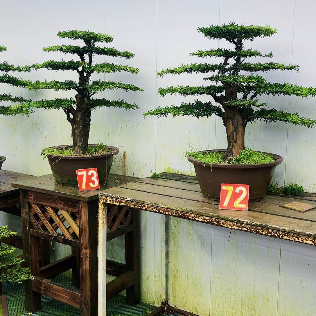 完全开放罗汉松盆景艺术