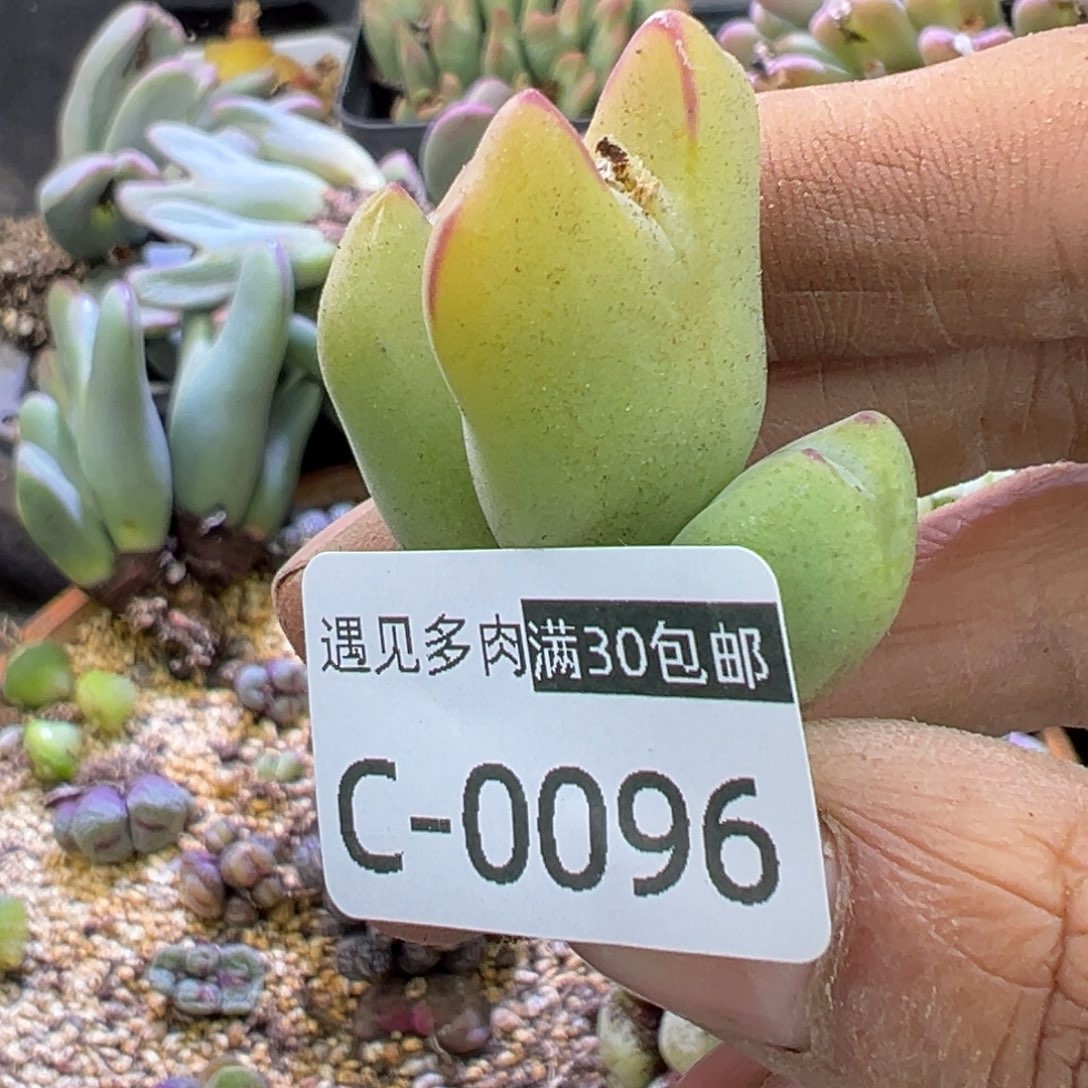 多肉植物的e 11111111111111111