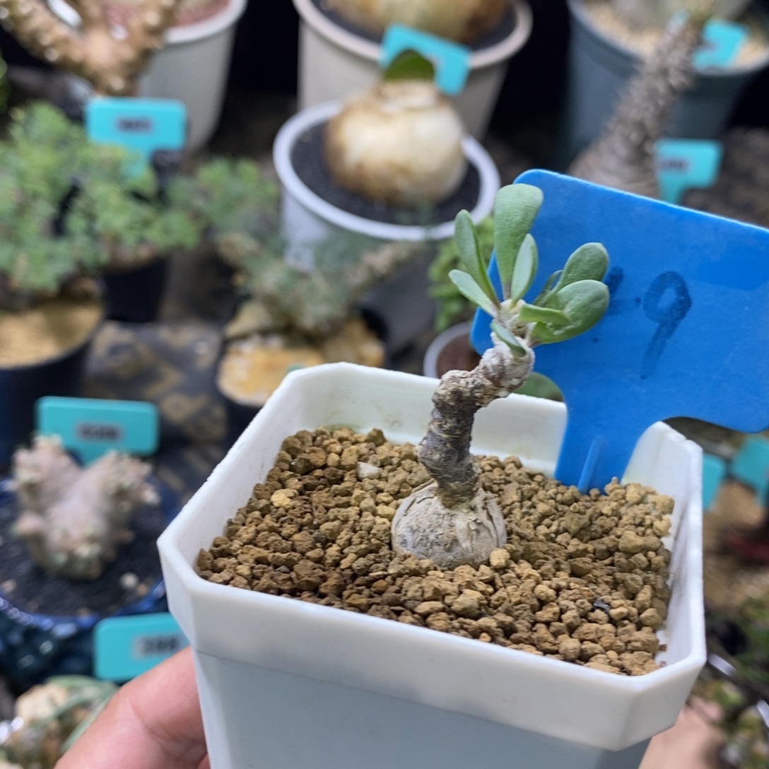 嗯特美厚炖菊多肉植物