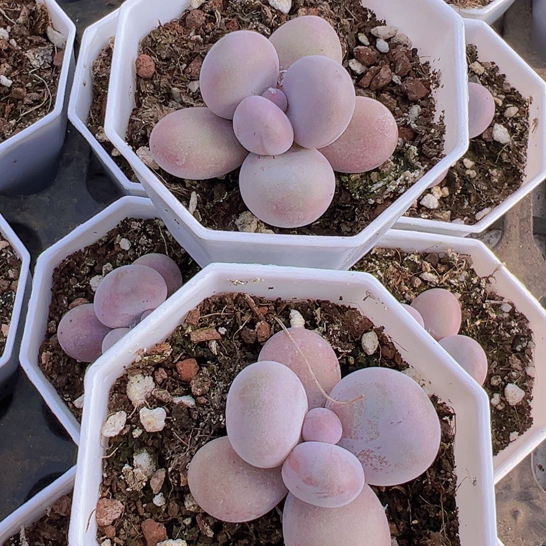 蛋黄奶2颗19包邮多肉