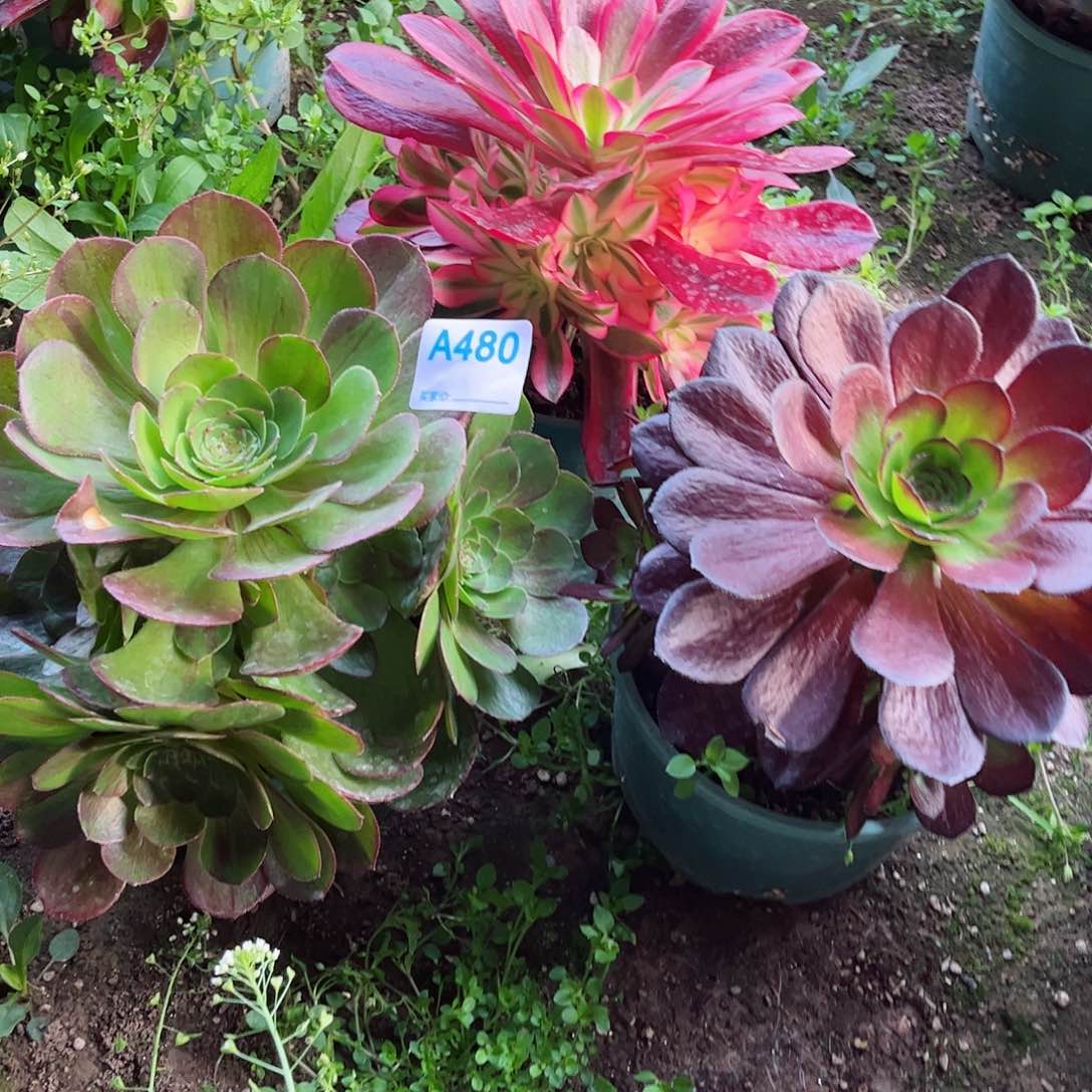 多肉植物组合480