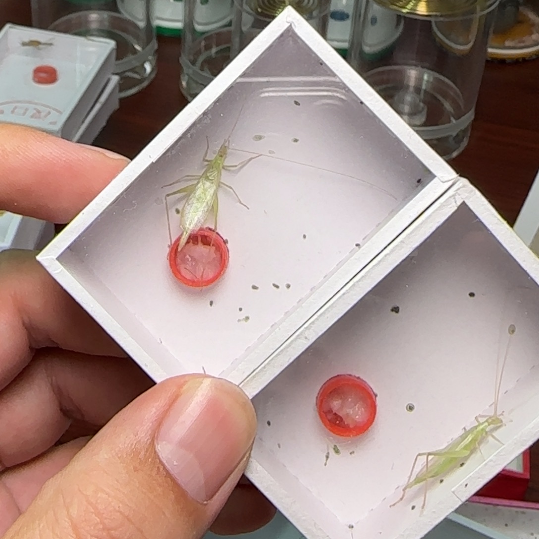 猪***乐蟋蟀2只青竹蛉      