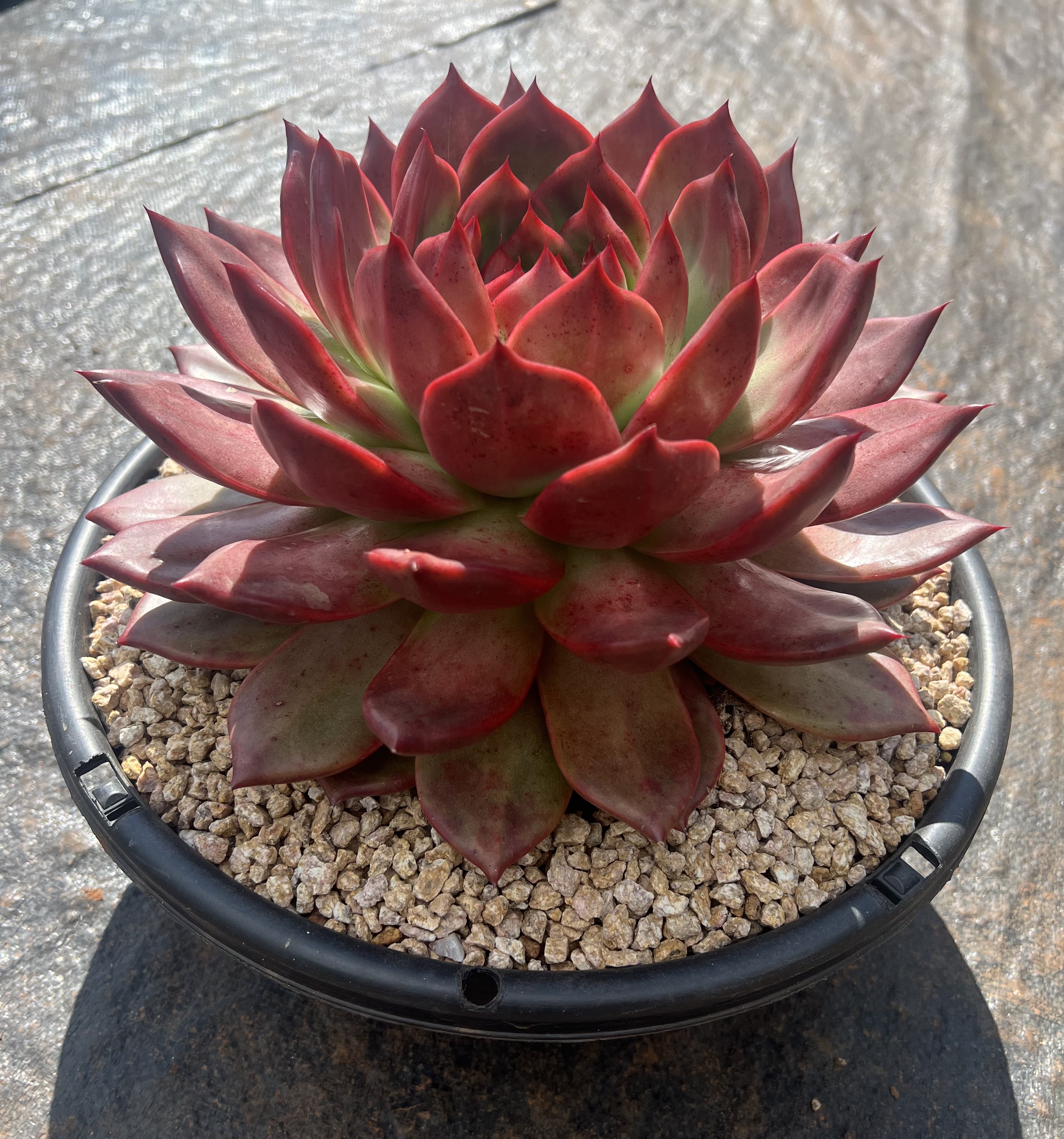 多肉房车红钻多肉盆栽（粉钻）脱土修根不带盆，包邮发货莓莓鹦鹉。