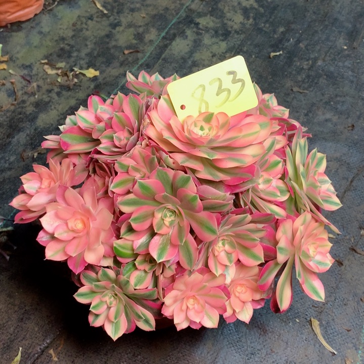 833粉女巫多肉111111