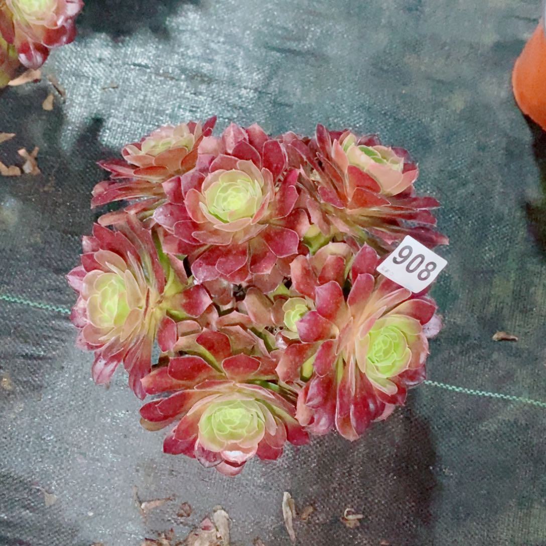 荷兰玫瑰908多肉1111