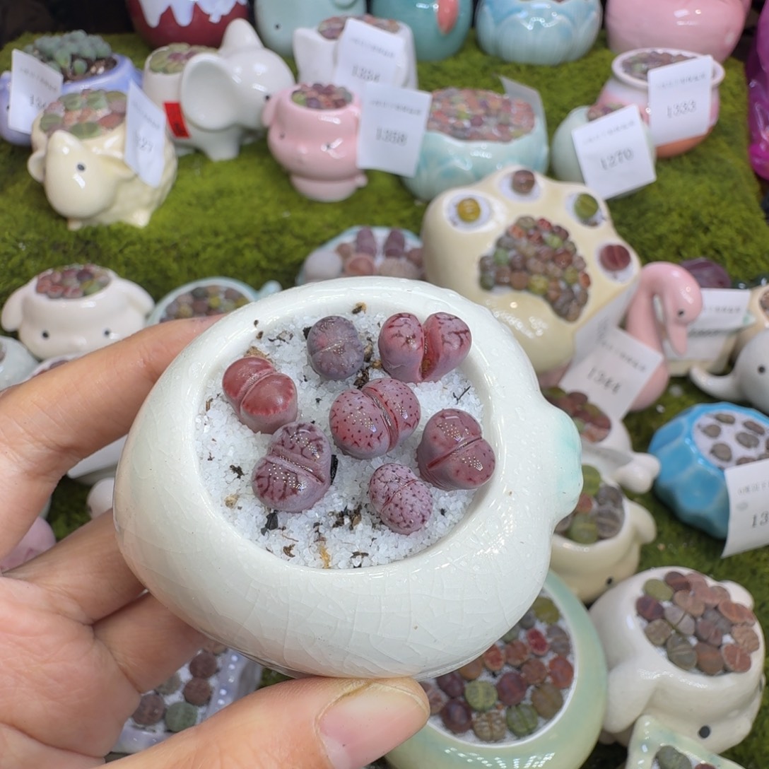 用***7多肉植物福利冲1384