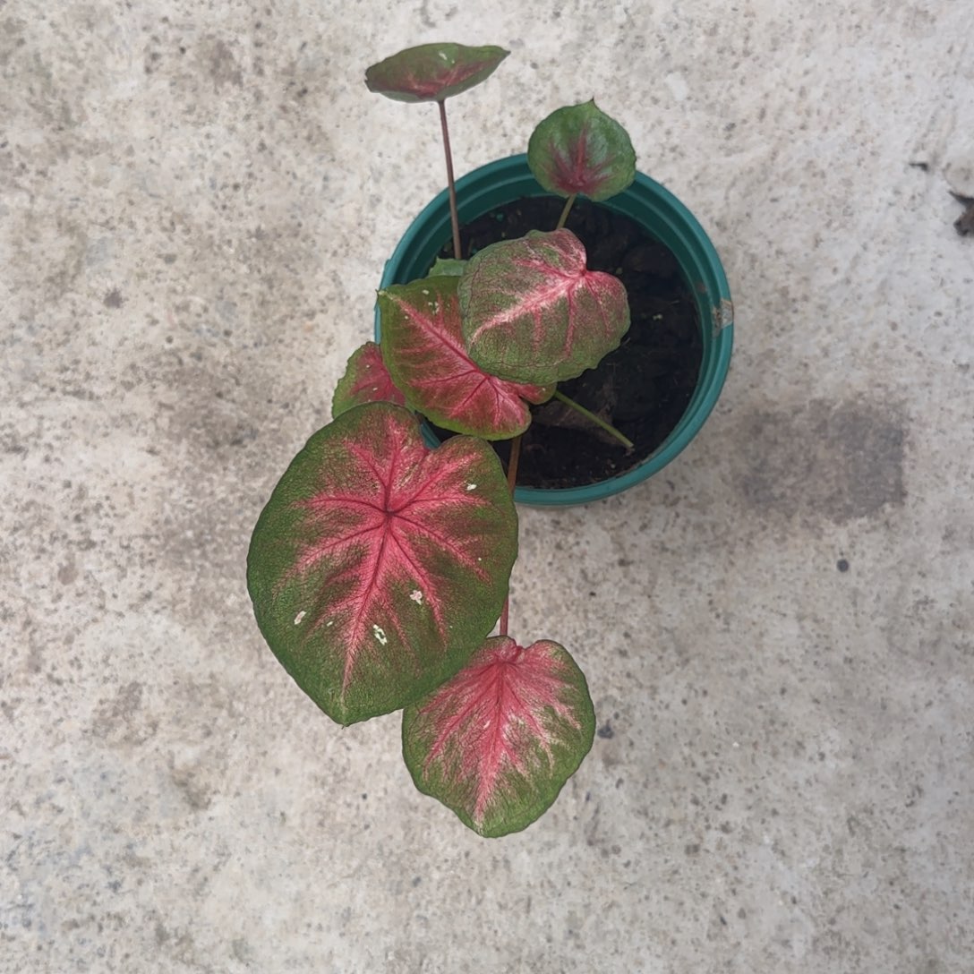 完全开放大海王不包叶损