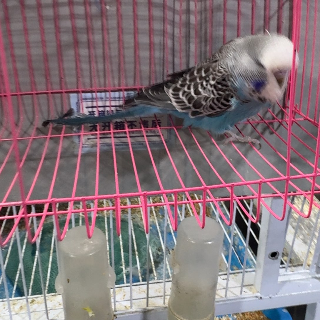 虎皮鹦鹉欧血大头虎皮鹦鹉