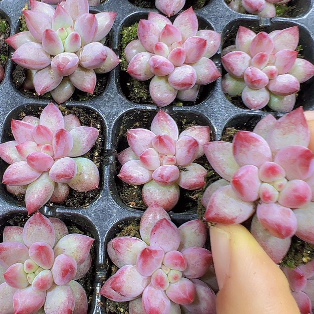 正版车厘子苗3颗19包邮