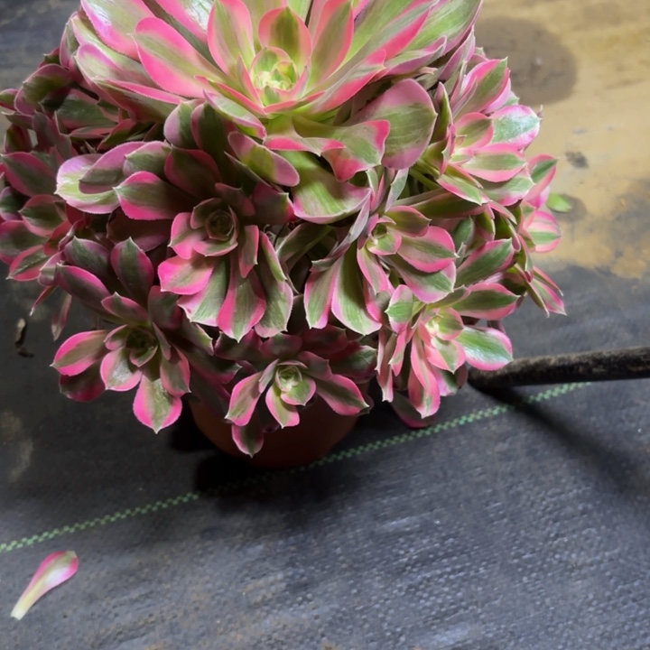 瑞妈，，。。。。403。初恋，