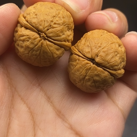 文玩核桃把件29尺鸽子蛋