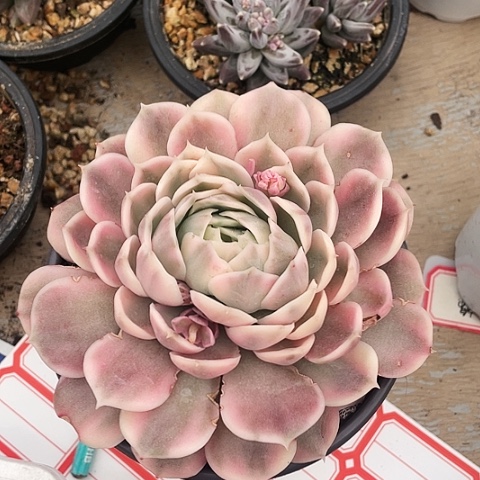 盎司诺锦20一盆8888888