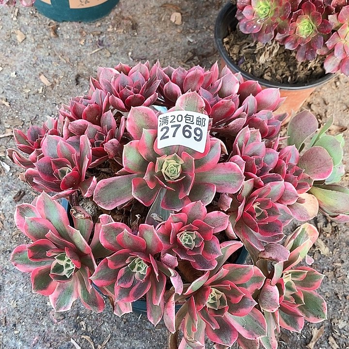 2769 一颗女妖法师