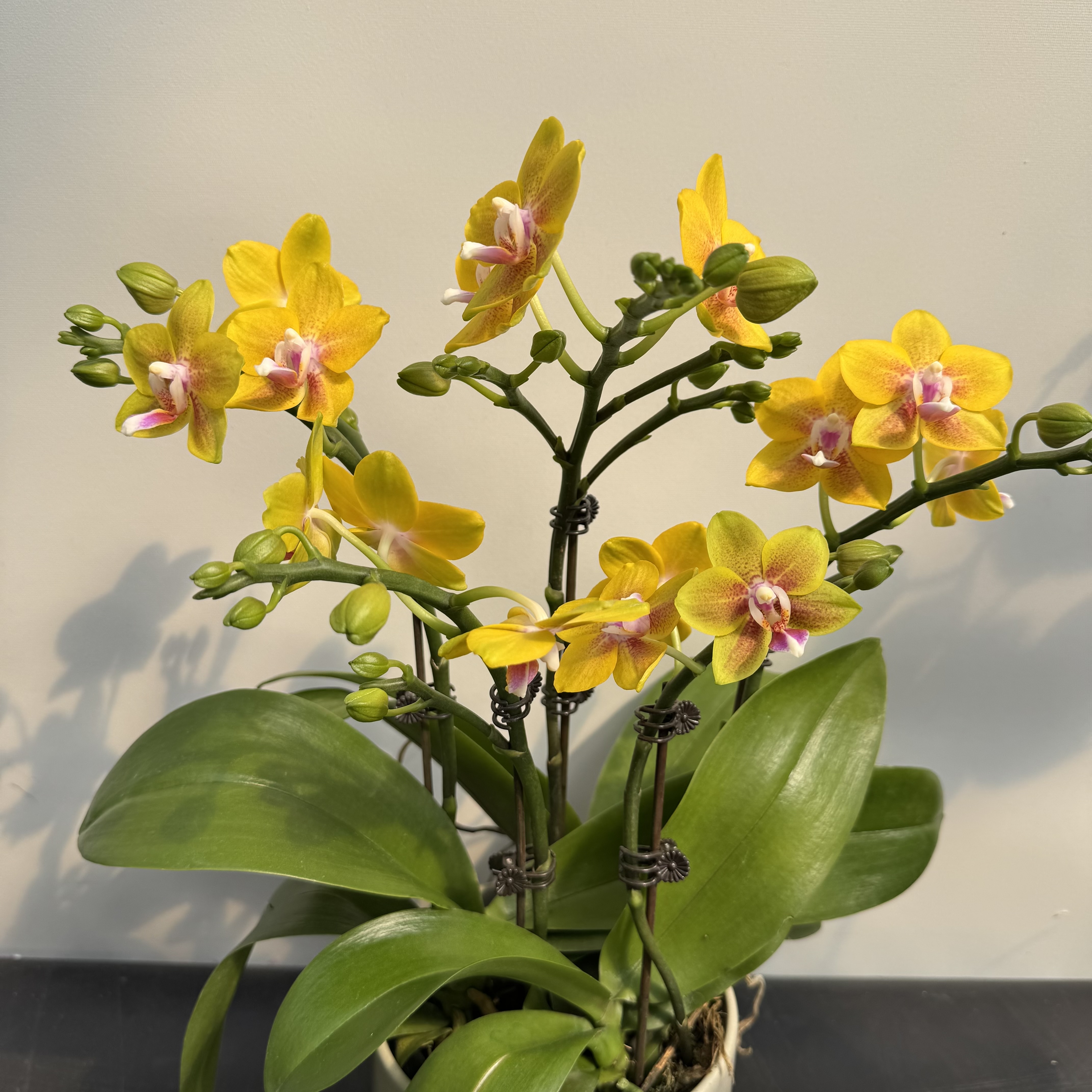 【彼自豪】双花剑少女感带花苞室内前台喜事乔迁送礼懒人小白蝴蝶兰