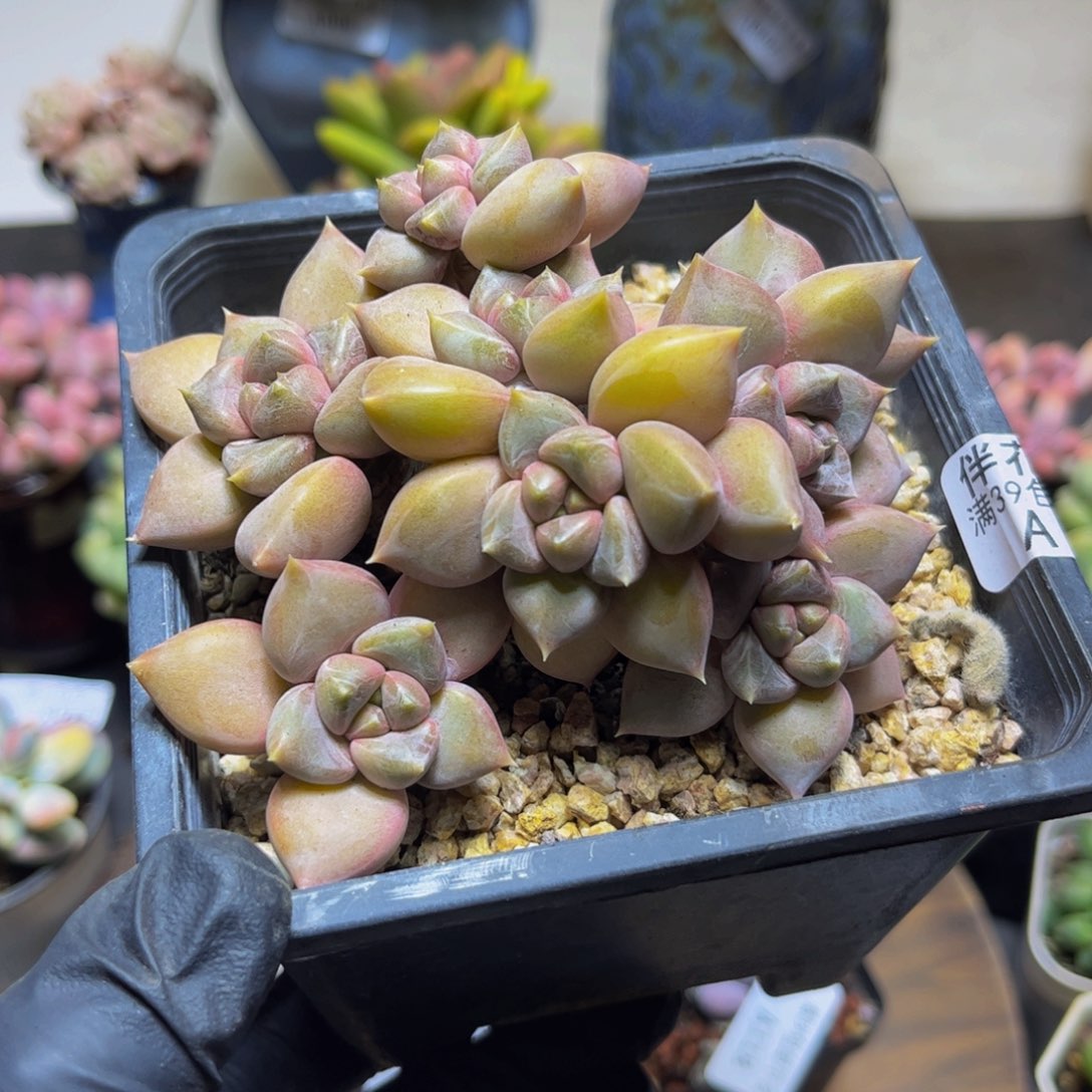 131黄金象牙11厘米多肉