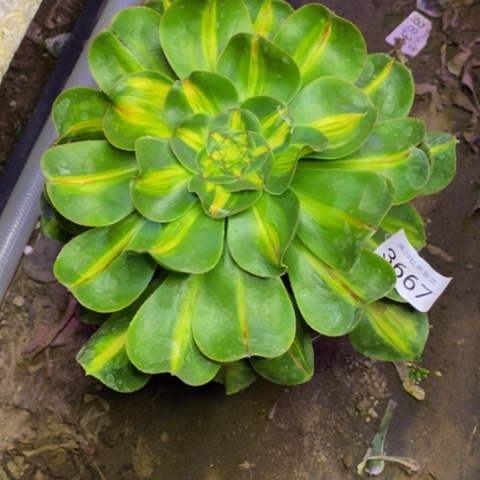 暴君多肉植物3667