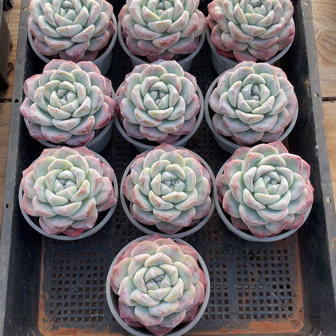 427多肉植物多肉植物