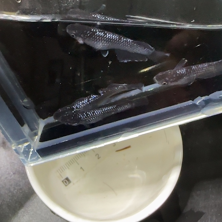 青鳉鱼观背青鱂62