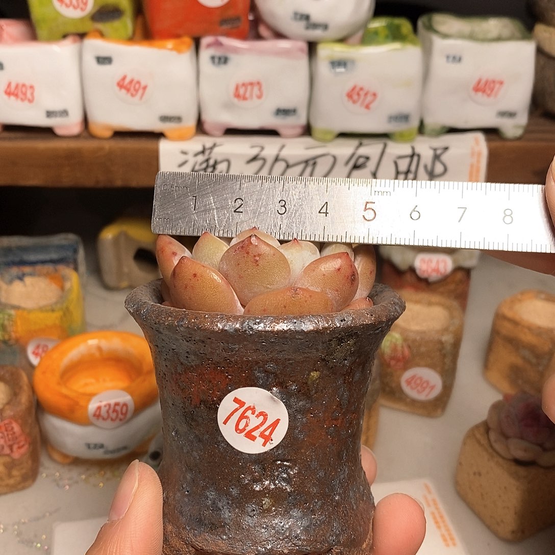 红陶拍5送一个小