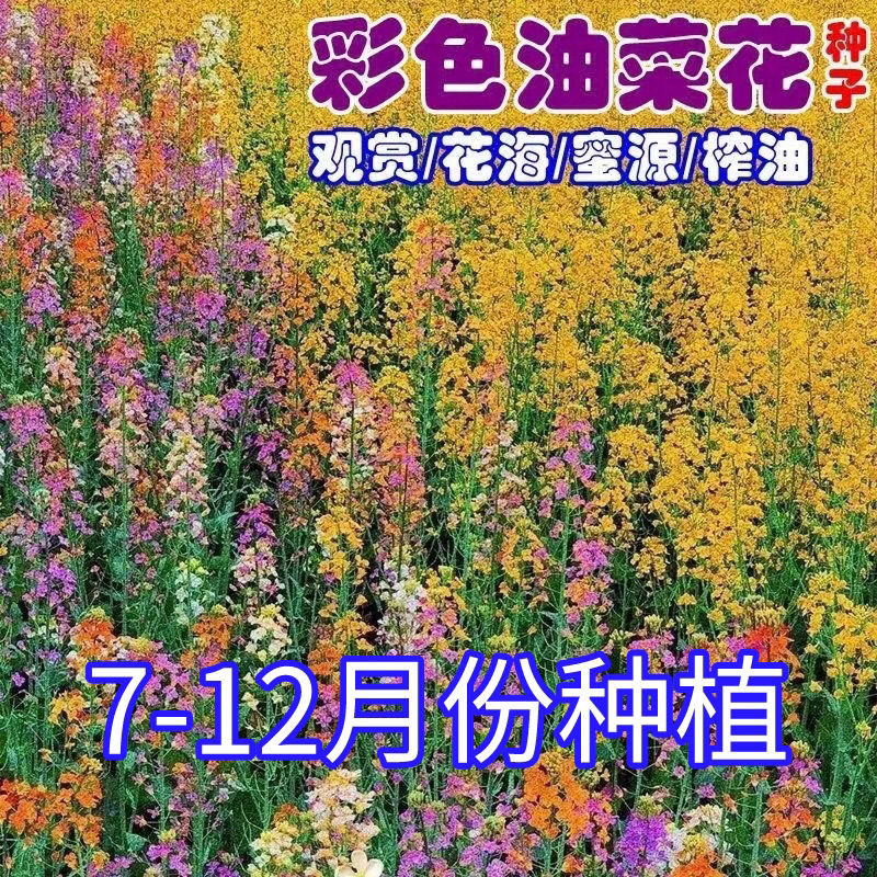 彩色油菜花种子七彩油菜籽黄色油菜子室外庭院景观花海花籽花草籽
