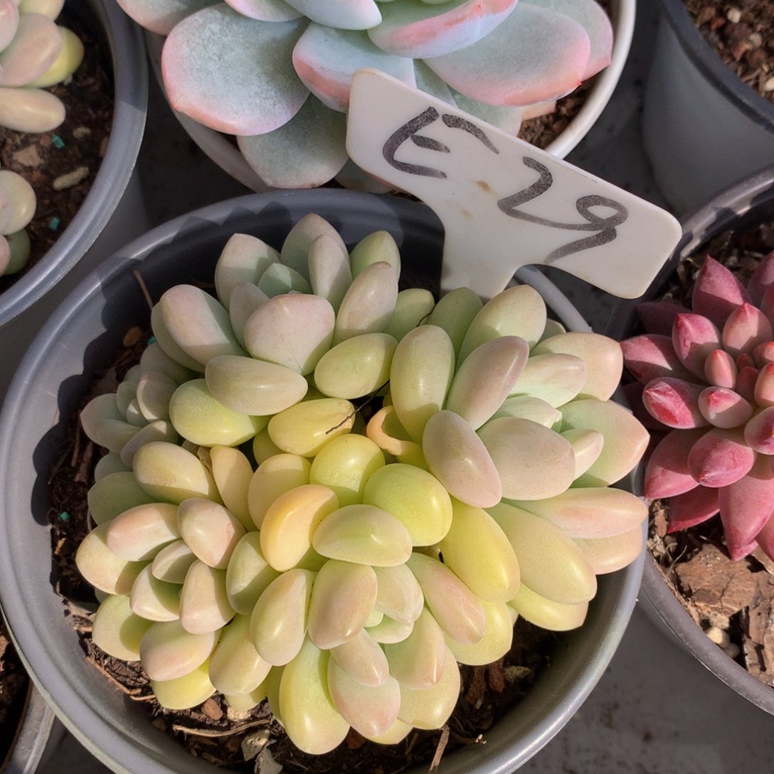 黄泡泡72727277728