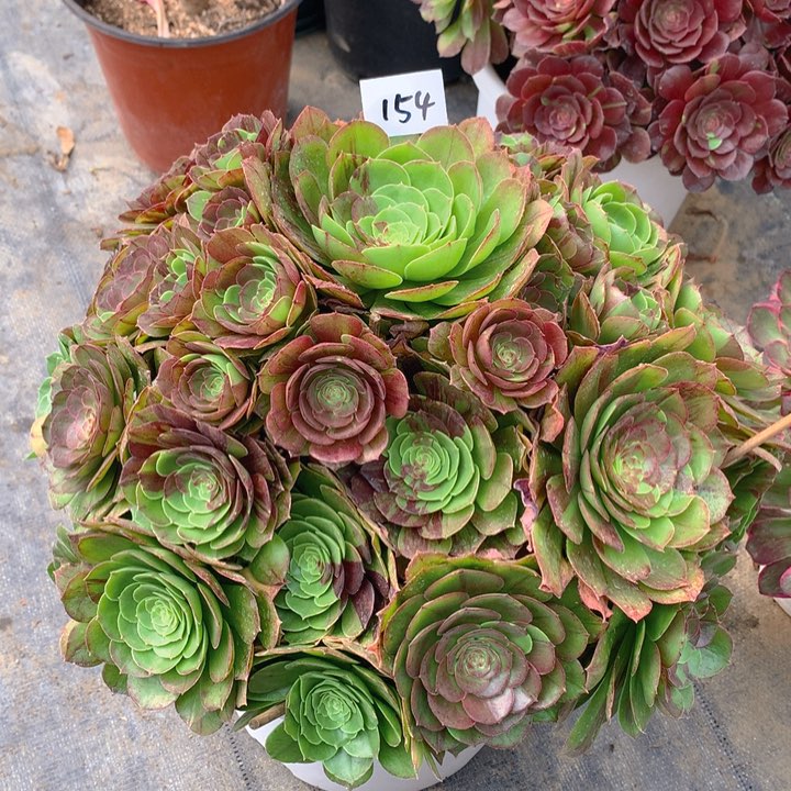 154花月夜精品法师多肉