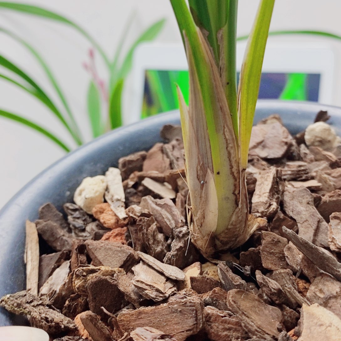 格***调当前无花栽培后可以开花