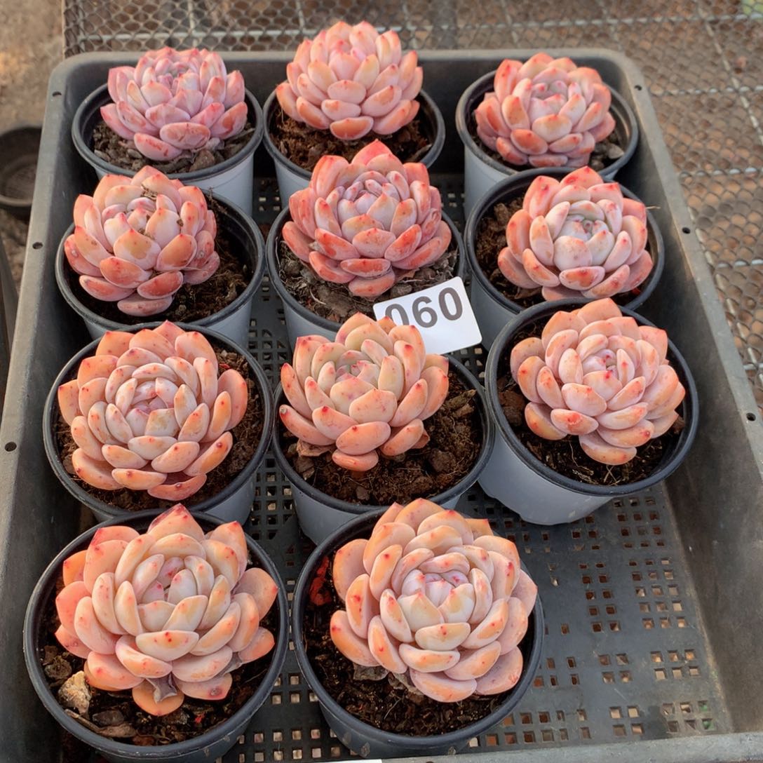 060橙子多肉植物组合