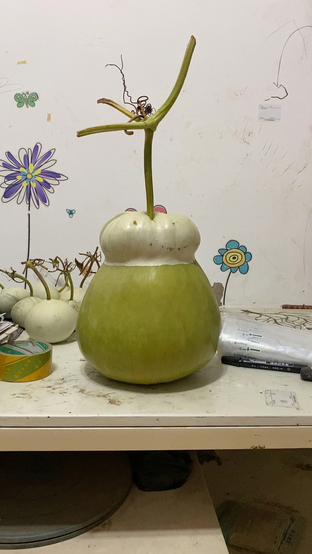 【葫芦籽】莲花头小钱袋葫芦种子（5粒），提纯对版