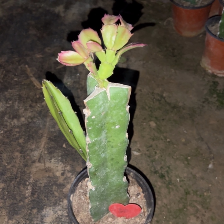 肖***姐当前无花栽培后可以开花068  530