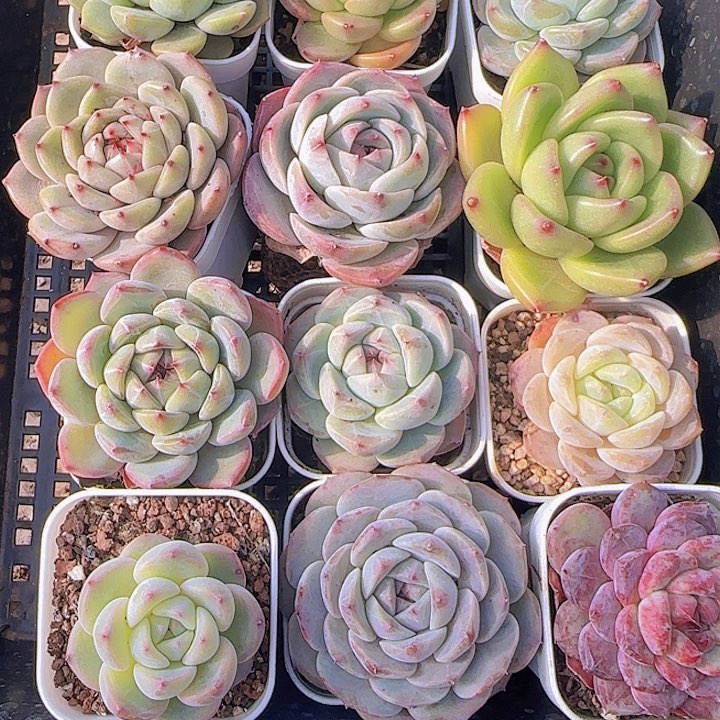 花时光精品多肉16