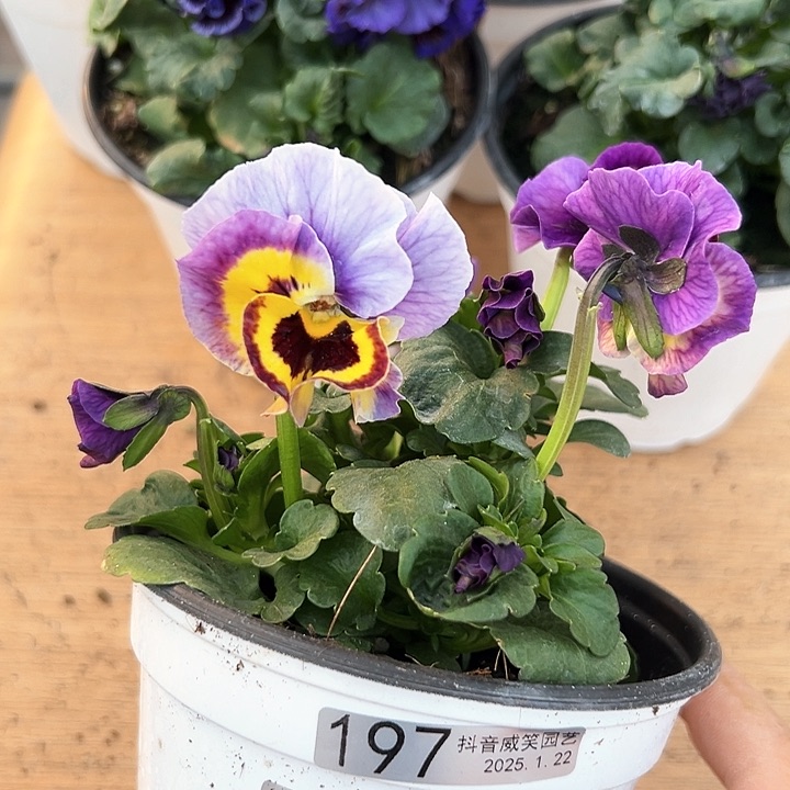 红陶抖音直播闪拍197