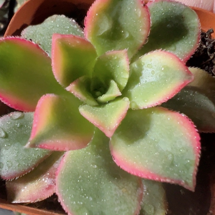 艳日辉精品多肉植物