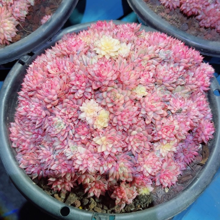 精品多肉植物老桩