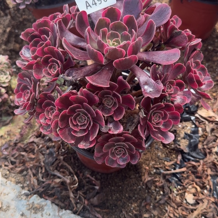 490爱神。多肉植物