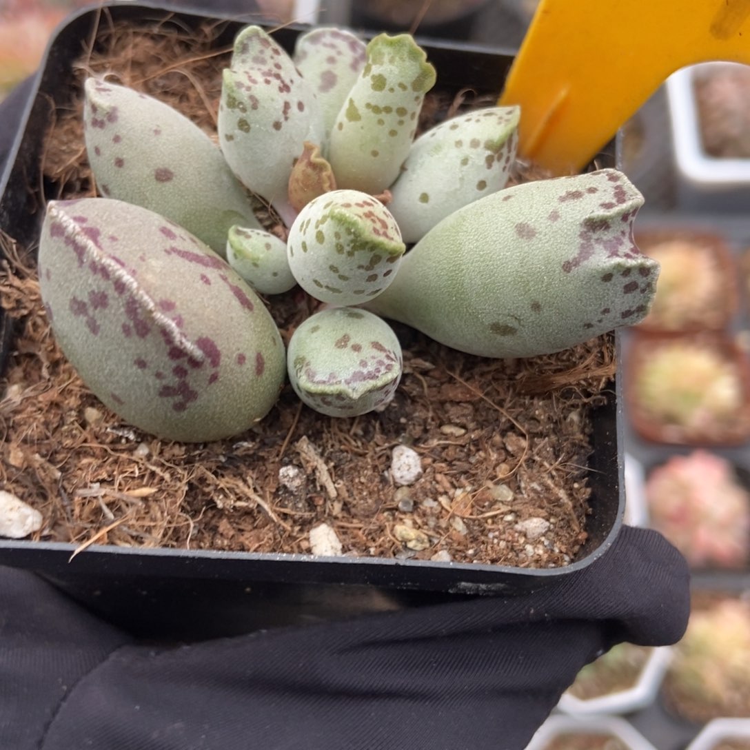 531海豹多肉植物保护