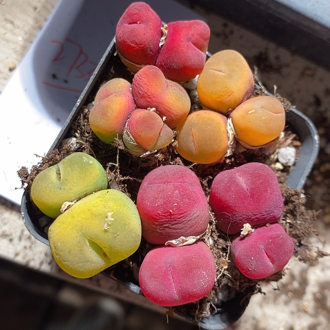 27339。 一组。丝绒水蜜桃福利